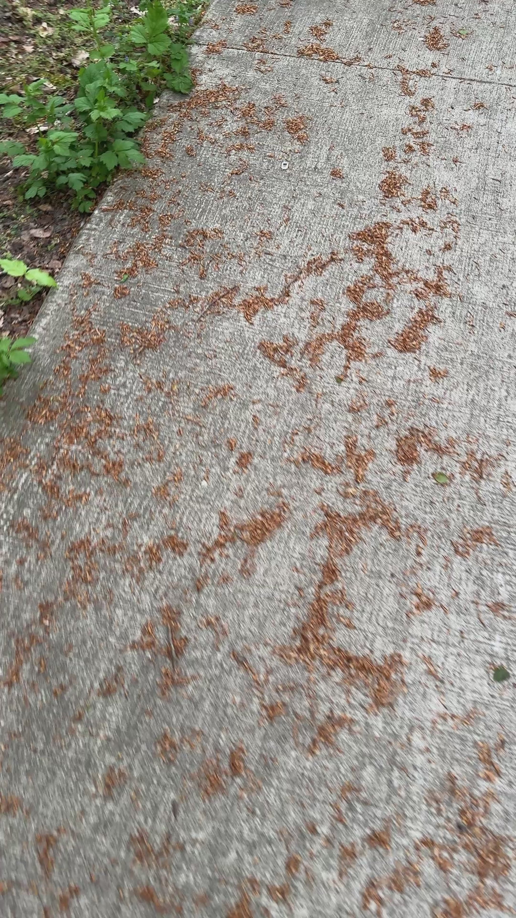 Cat Pull Tab Keychain