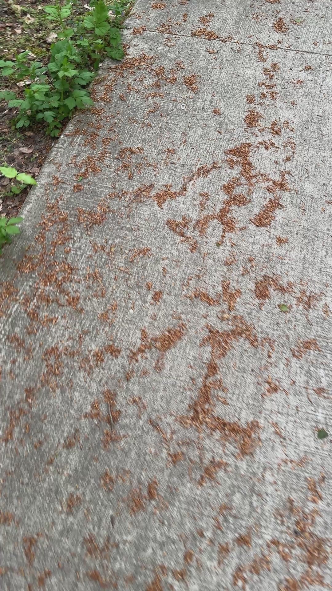 Cat Pull Tab Keychain